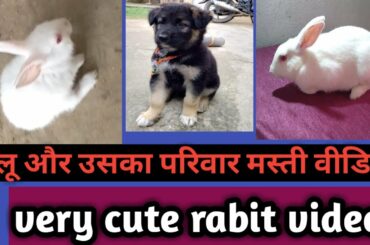 #dogcare  rabbit video full masti,  cute rabit video, rabbit family...