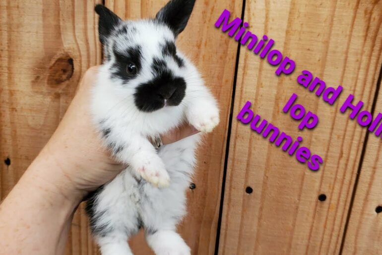 Cute minilop and holland lop bunnies