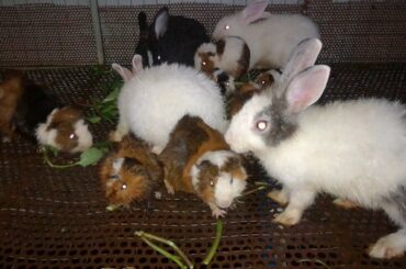 Baby Rabbits Eating / Funny and Cute Baby Bunny Rabbit Videos / Baby Animal Video Compilation 2020