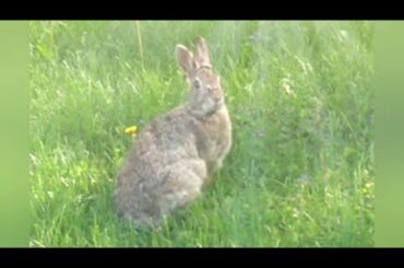 Cute little bunny in my yard.