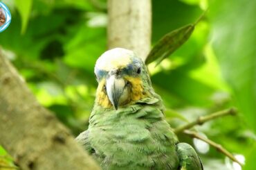 Funny Parrot - A Cute Funny Parrots Videos Compilation Cute Moment