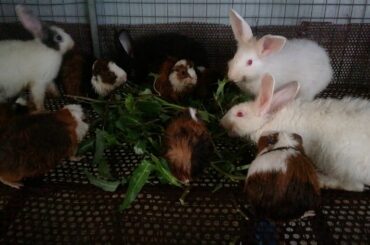 Cute Baby Rabbits Eating After Taking a Shower / Funny and Cute Baby Bunny Rabbit Videos / Rabbit