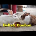 Bonbon & Bella the bunny/ eating/playing...cute bunny