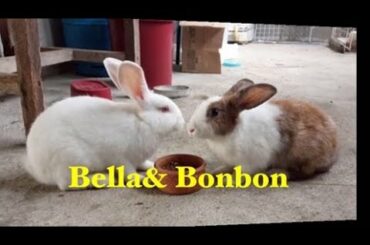 Bonbon & Bella the bunny/ eating/playing...cute bunny