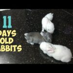 Cute baby rabbits playing #2 | this is how 11 day old baby rabbits look like