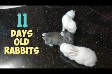 Cute baby rabbits playing #2 | this is how 11 day old baby rabbits look like