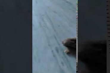 cute bunny rescue from wild animals