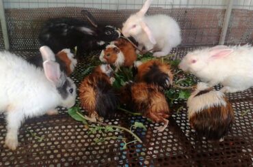 Rabbit Eating Vegetables ASMR / Baby Animal Video Compilation 2020 / Cute Baby Rabbits / Rabbit