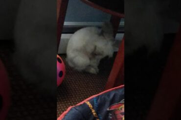 Cute bunny cleaning herself