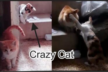 Funny cats fighting || Home crazy cat VS Homeless cat