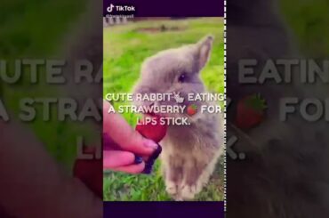 Beautiful animals|cute rabbit🐇 eating strawberry🍓| Beautiful 🐠🐋🐟 that rarely seen that moment.