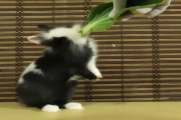 Jojo Rabbit Eating - Bok Choy | Cute Bunny Eating....