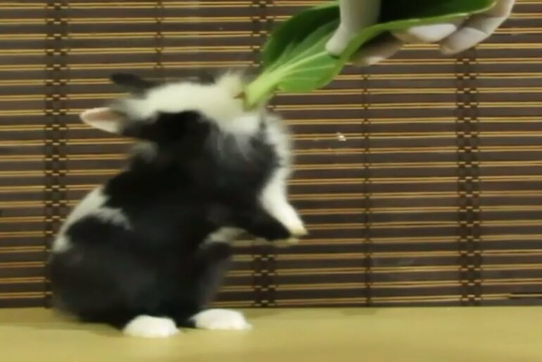 Jojo Rabbit Eating - Bok Choy | Cute Bunny Eating....