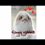 Funny rabbit / cute rabbit