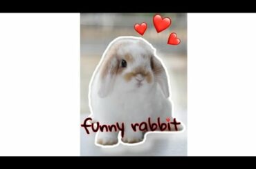Funny rabbit / cute rabbit