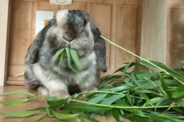 Cute Rabbit Bonia eating sone green food