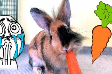 Rabbit eating crunchy carrot 🥕 CARROT SOUNDS 🎵SLOW MOTION 🐌