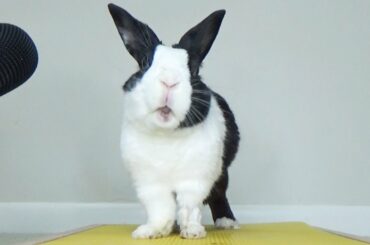 How much poop do rabbits eat in a day?