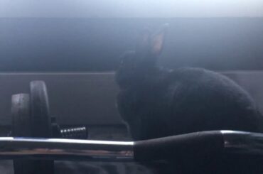 Cute Bunny Gets Distracted While Playing With Stackable Cups