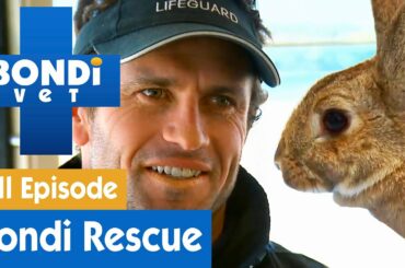 🐰 Bondi Rescue Discovers A Very Cute Bunny | FULL EPISODE | S02E05 | Bondi Vet