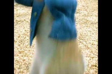 The naughty and cute rabbit is here, do you like it?    # Created by Little Rabbit