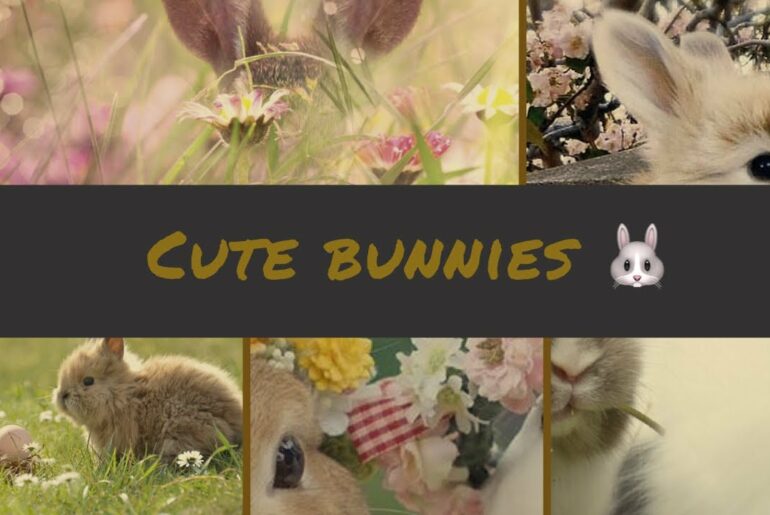Cute Bunny Videos