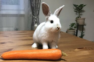 Rabbit Yang eats carrots