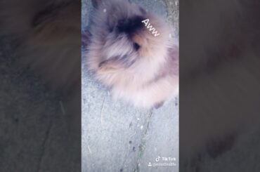 Cute Rabbit# Cute Pets