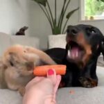 Cute bunny and dog eats carrots!
