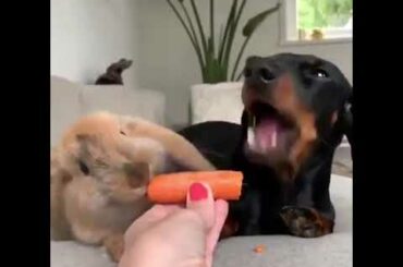 Cute bunny and dog eats carrots!