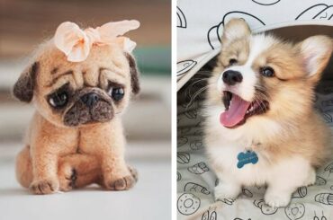 Cute baby animal Videos Compilation cutest moment of the animals - Cutest Puppies Evers #1