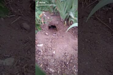 I have baby bunnies living in my front yard they're so cute