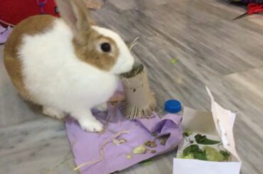 Cute bunny having a picnic 🐰🐰