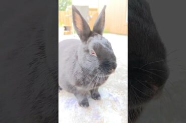 Cute #rabbit bunny video!