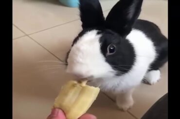 Funny Baby Bunny Rabbit Videos #5   Cute Rabbits Compilation 2020