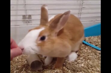 Funny Baby Bunny Rabbit Videos #6   Cute Rabbits Compilation 2020