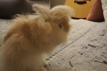 Cute bunny falling over