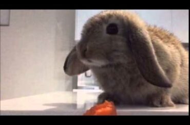 Cute baby bunny rabbit eats a carrot in slow motion! Feat. Frozen's "Let it Go".