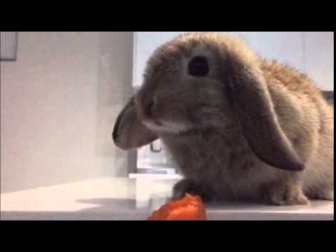 Cute baby bunny rabbit eats a carrot in slow motion! Feat. Frozen's "Let it Go".