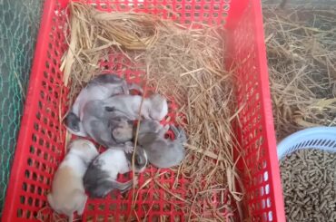 Cambodia rabbit farm, the baby rabbits was born 5 days ago