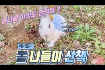 봄나들이 토끼 산책