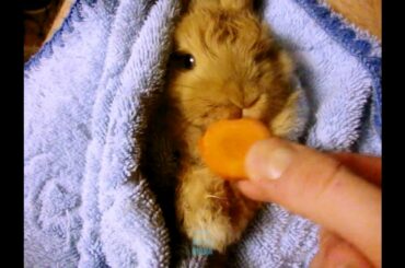Cute baby bunny eats carrots