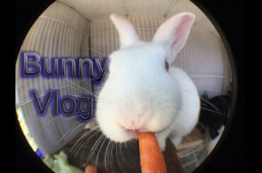 A Cute baby bunny! Vlog 5