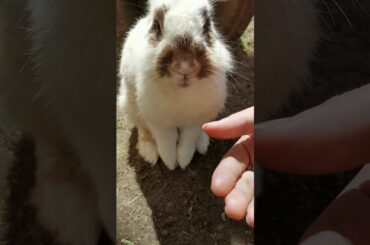 RABBIT FARM |feeding rabbits eat,so so cute