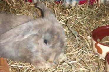 Cutest baby bunny with special needs