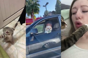 Baby Animals - Cute and Funny Animal Videos Compilation (Week-4 #1)