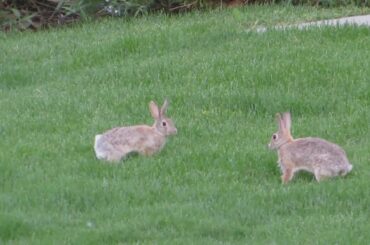bunnies hopping around