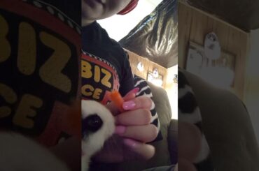 Cute baby bunny eats carrot