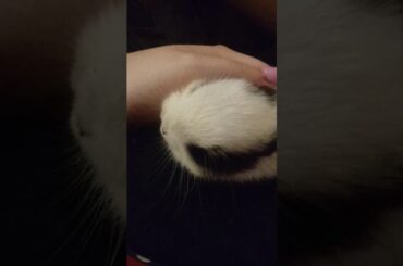 Cute baby bunny loves human