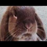 Cute Rabbit Eating Food  Compilation | Funny video